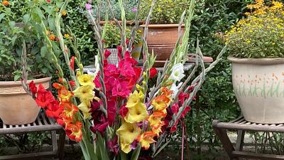 Gladiolus i flor